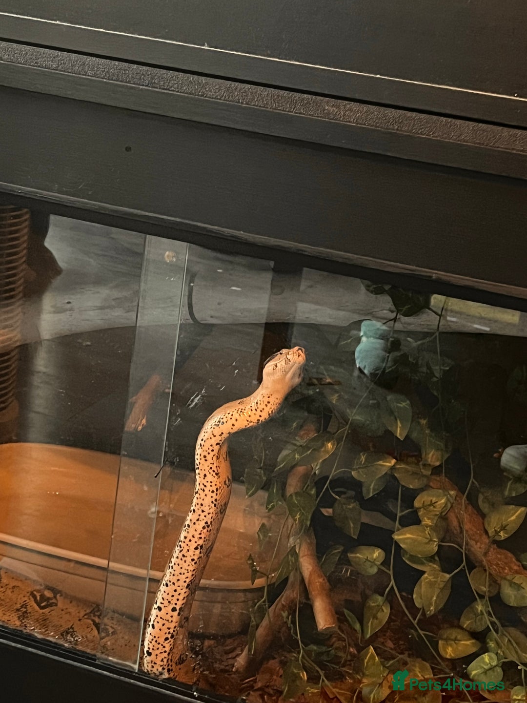 Boa Snake reptiles for sale: 3 year old F boa. Mixed morph/Guyanese red tail - Image 2