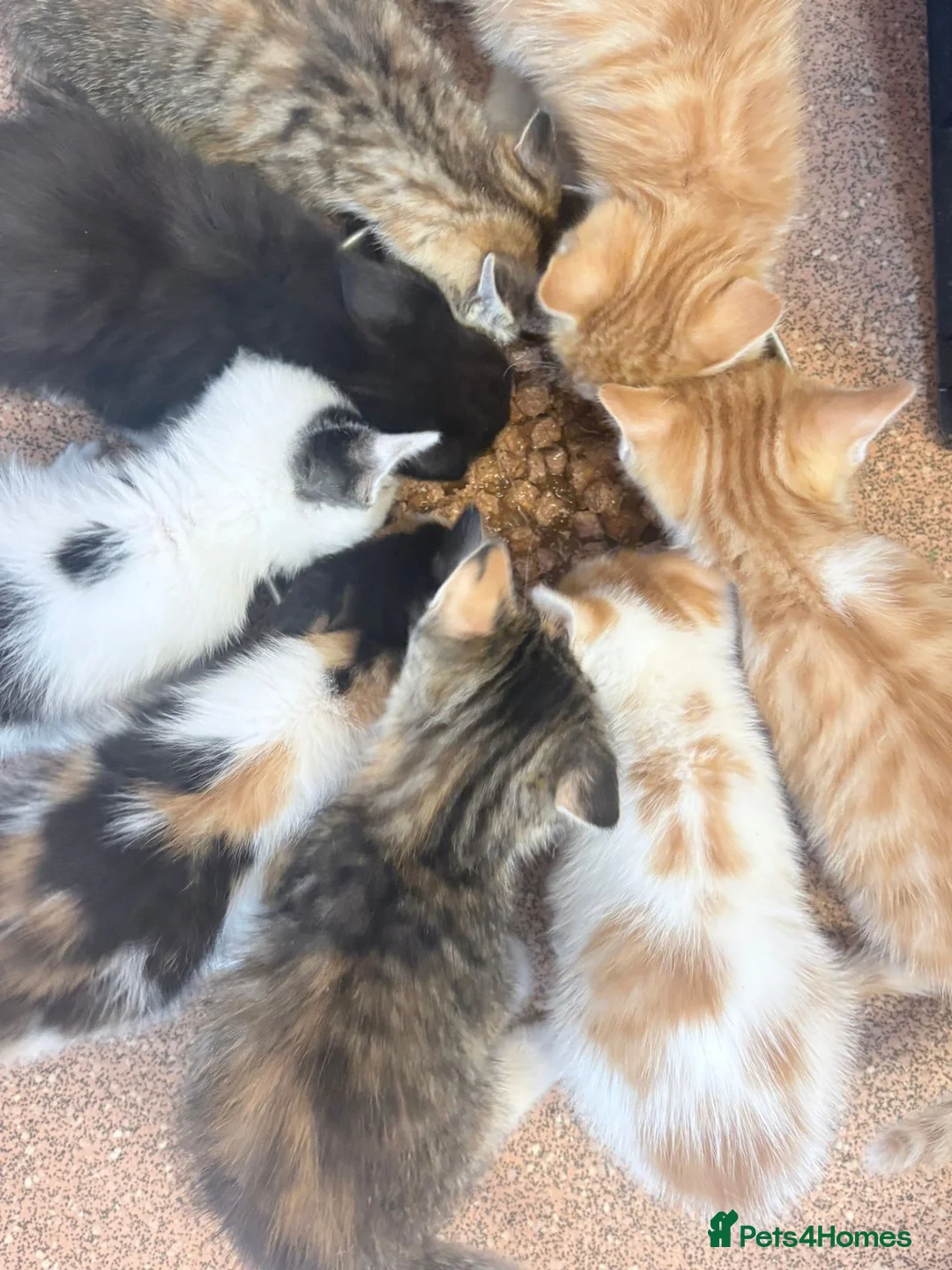 European cats for sale: Beautiful colourful kittens - Advert 35