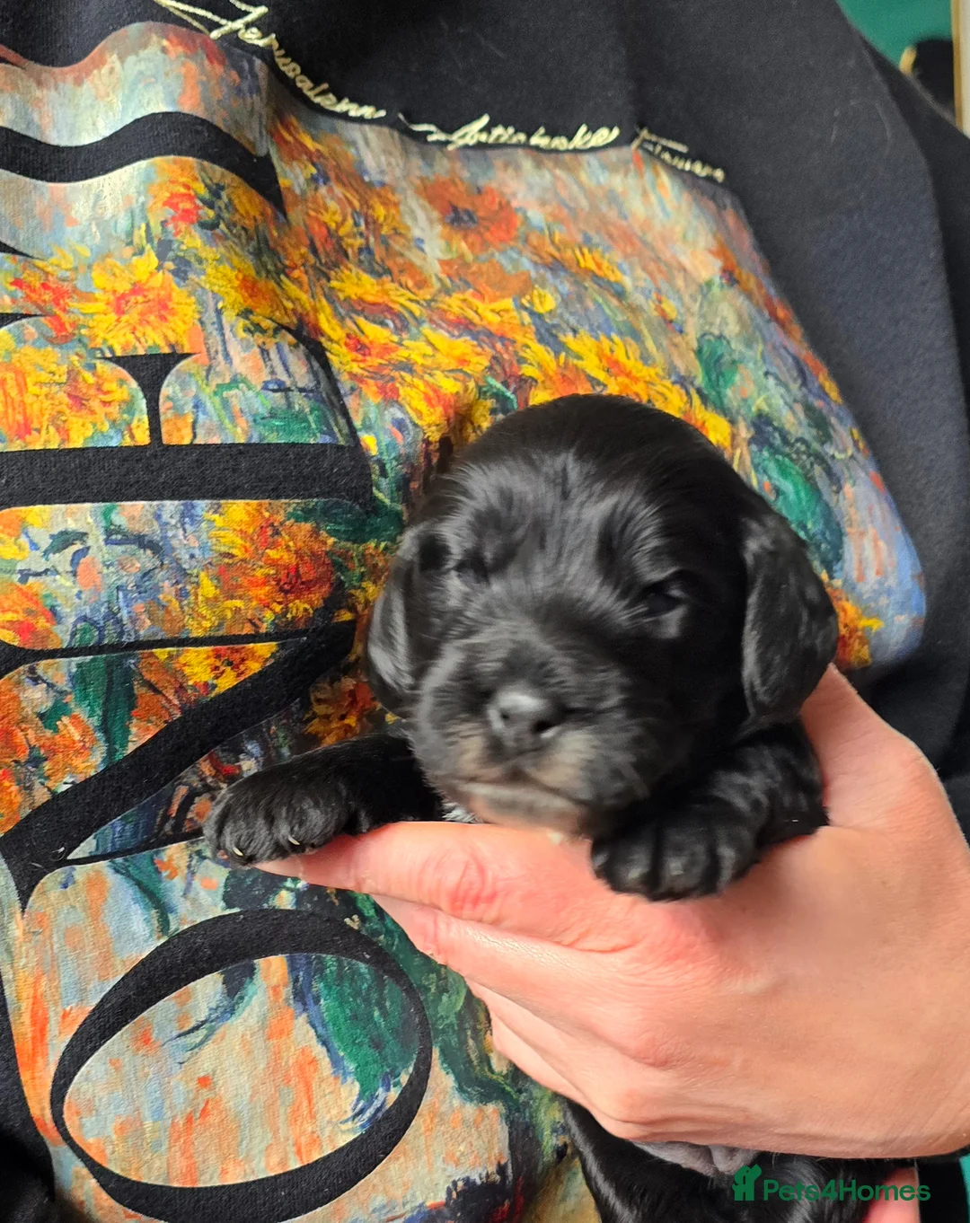 Cockapoo dogs for sale: F1 show type Cockapoo 5⭐️council licensed  - Advert 2