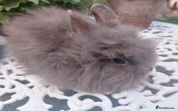 Mini Lop rabbits for sale: PUREBRED DOUBLE/ TEDDY LION HEAD BABIES  - Image 5