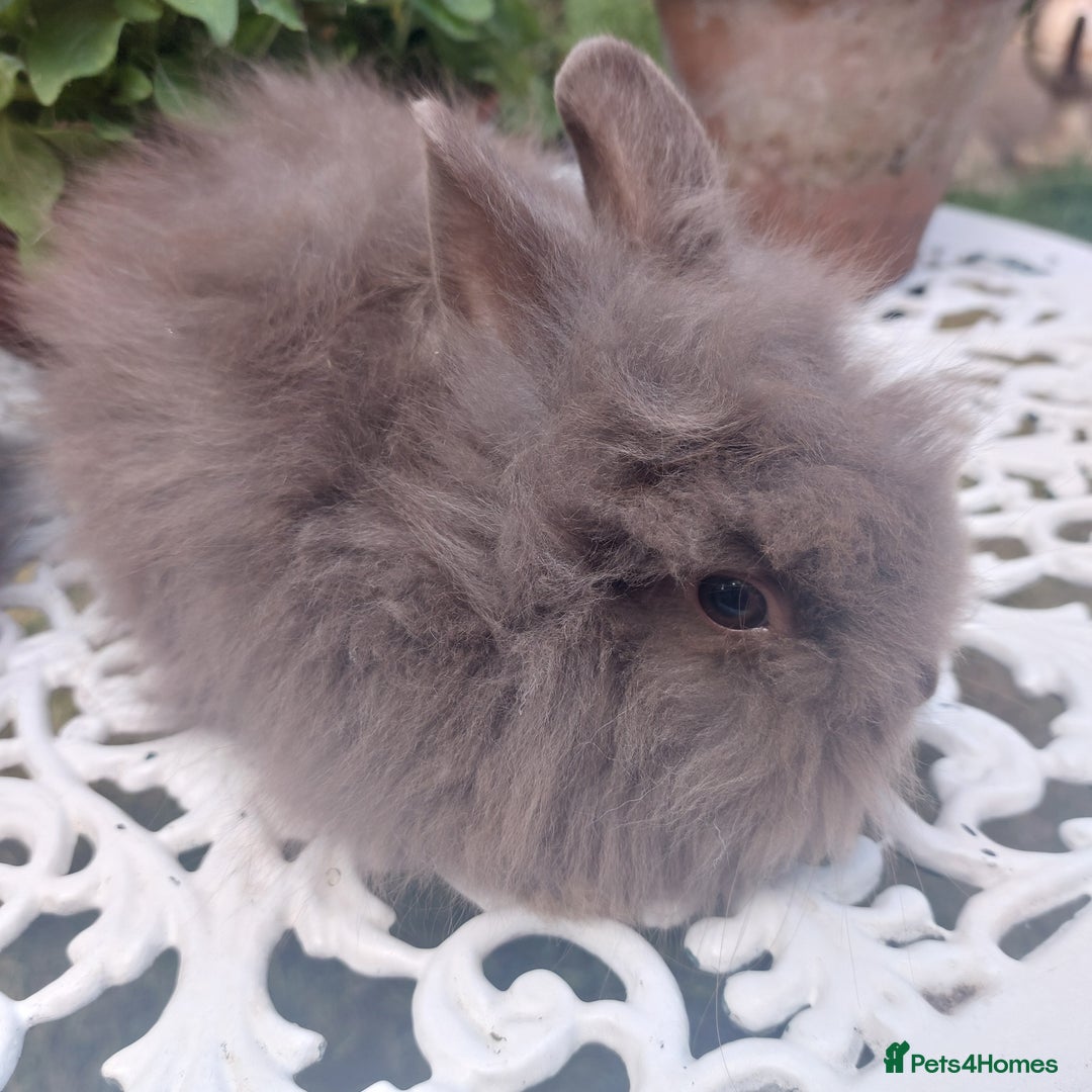 Mini Lop rabbits for sale: PUREBRED DOUBLE/ TEDDY LION HEAD BABIES  - Image 5