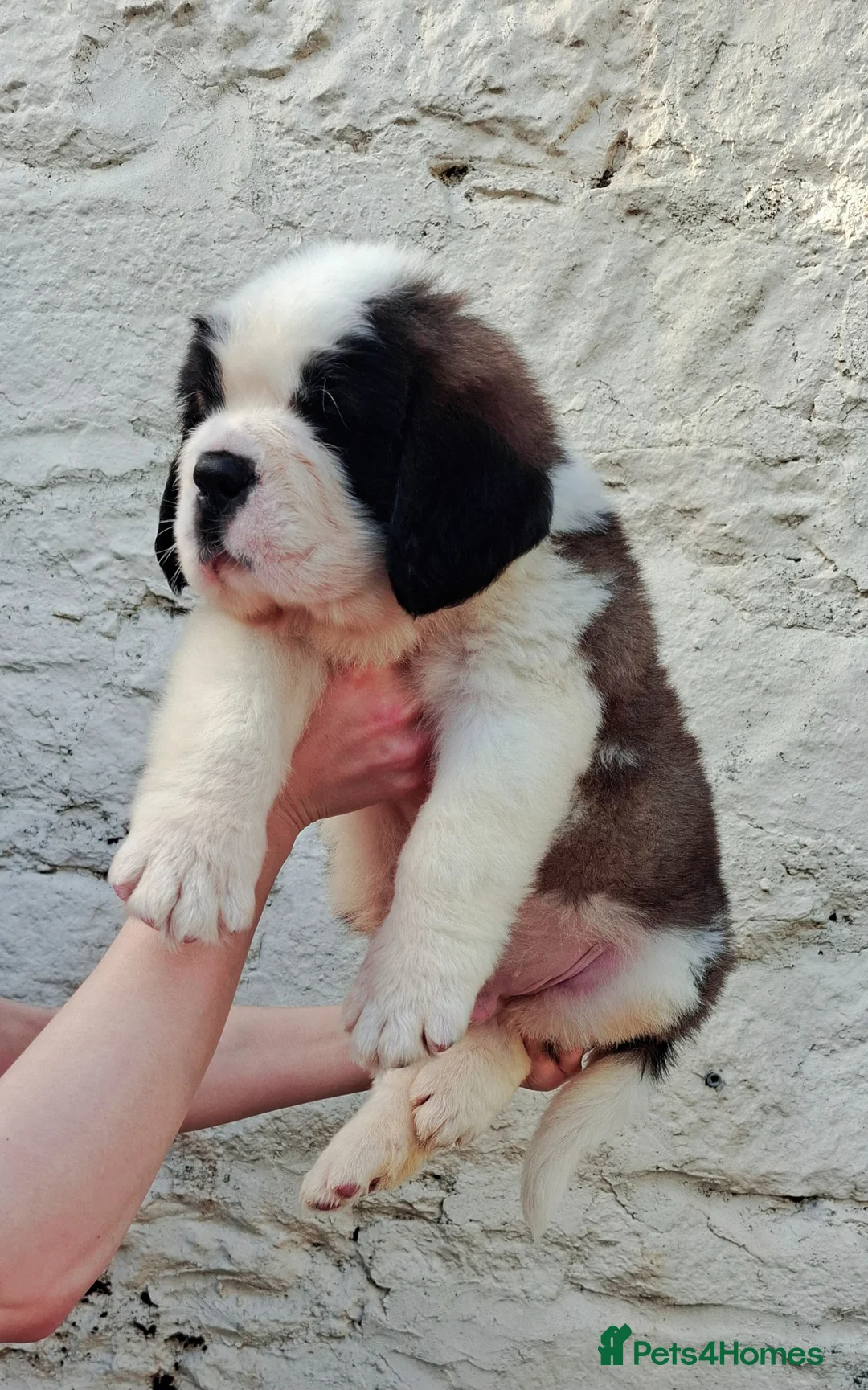 Saint Bernard dogs for sale: Show Quality Saint Bernard's  - Advert 22
