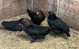 Chickens poultry for sale: 2 mum and 28 chicks for sale  - Image 12