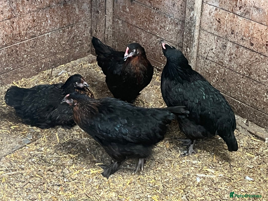Chickens poultry for sale: 2 mum and 28 chicks for sale  - Image 12