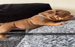 American Bully dogs for sale: Stunning pocket bullie’s  - Image 23