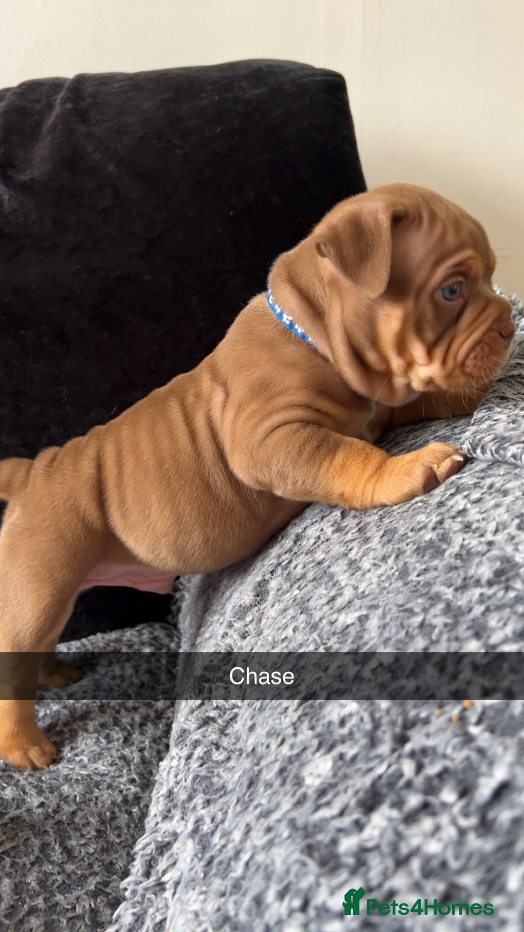 American Bully dogs for sale: Stunning pocket bullie’s  - Image 23