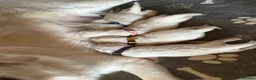 Golden Retriever dogs for sale: Stunning Cream Golden Retriever Puppies  - Advert 5