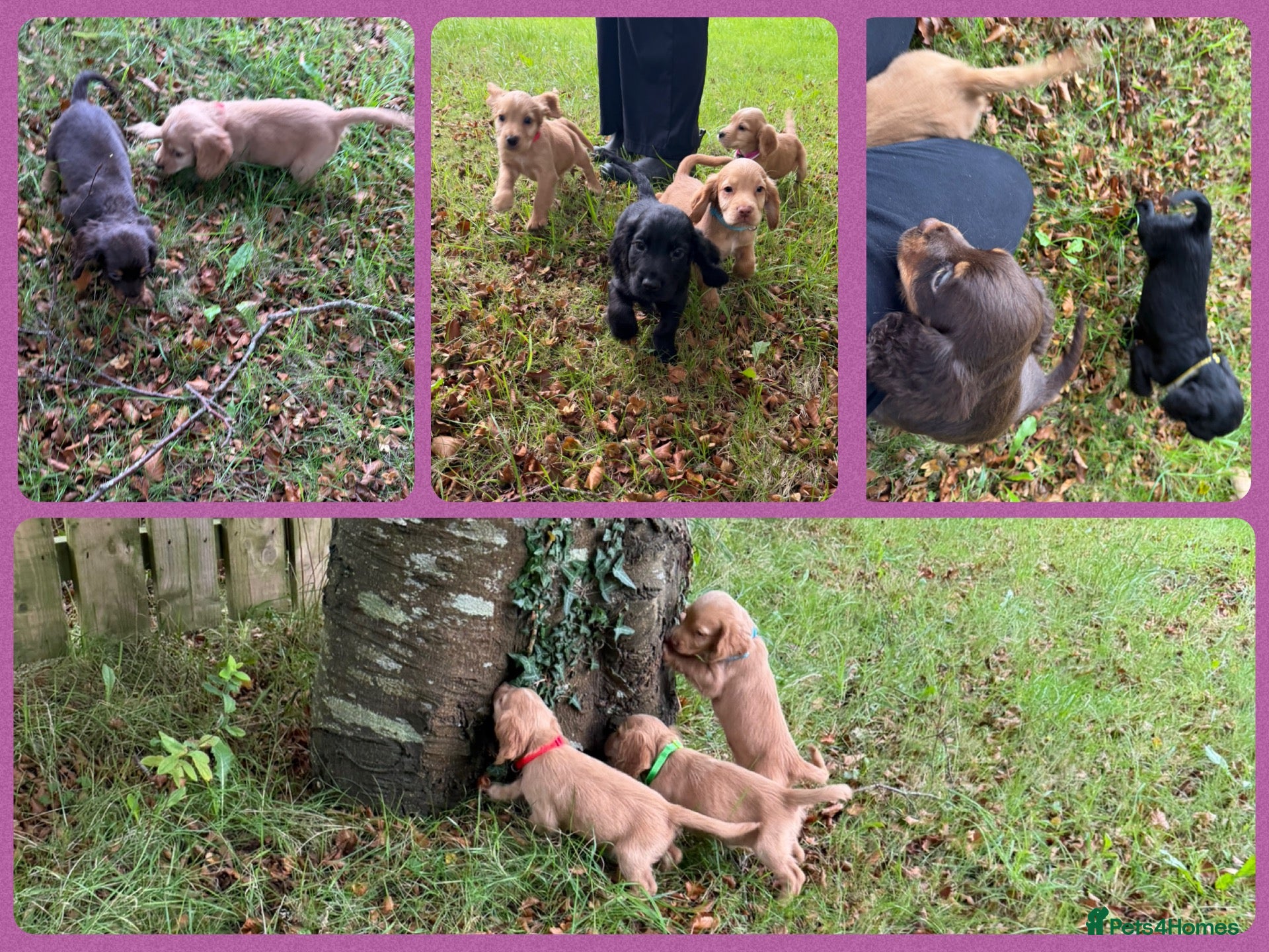 Cocker Spaniel dogs KC Registered Cocker Spaniels - Advert 2