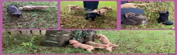 Cocker Spaniel dogs for sale: KC Registered Cocker Spaniels - Advert 3