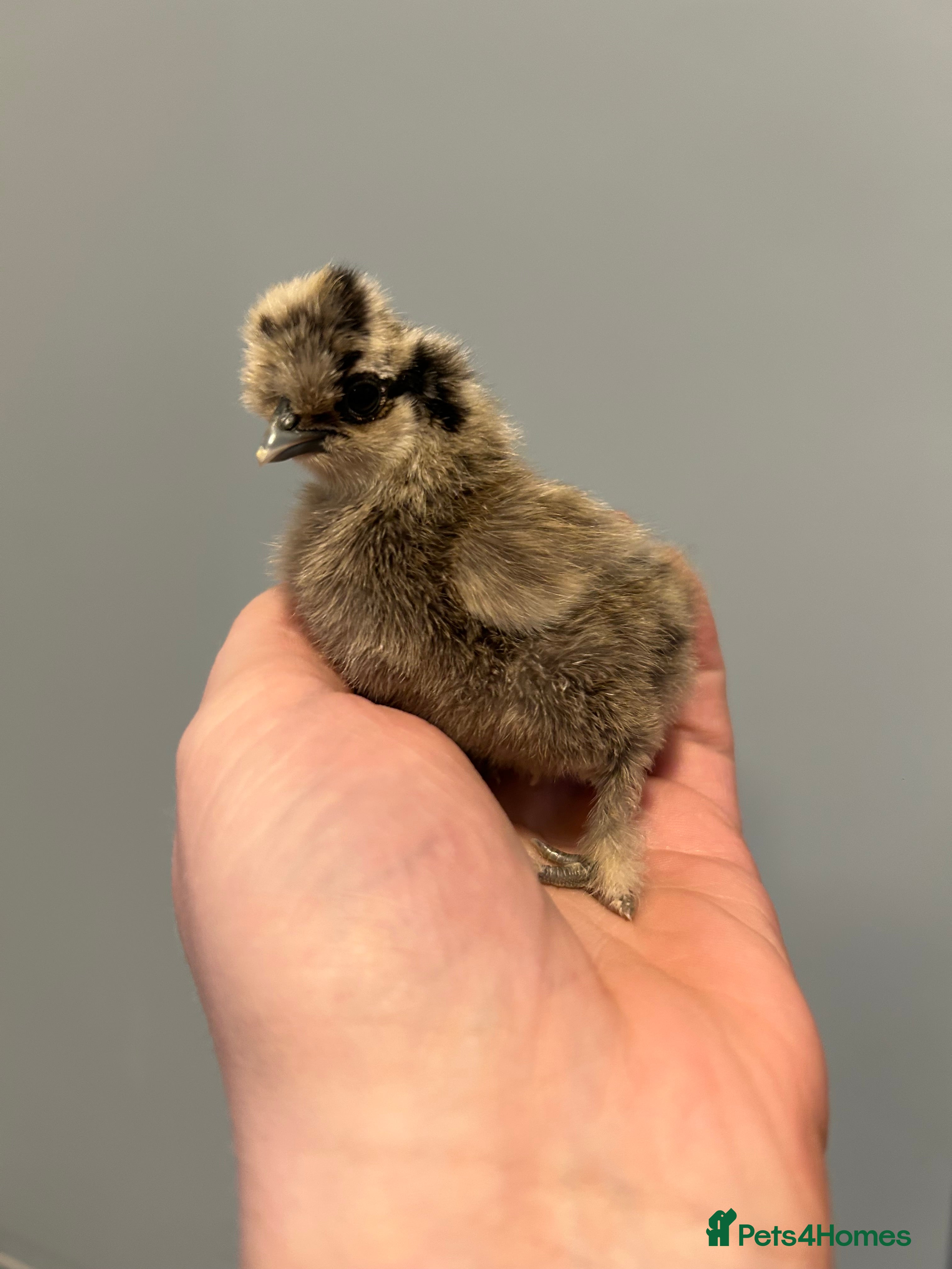 Chickens poultry Day Old Silkie Chicks Unsexed - Advert 17