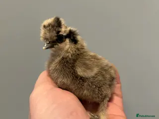 Chickens poultry Day Old Silkie Chicks Unsexed - Advert 17