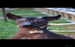 Mexican Hairless dogs for stud: Rollie the Xoloitzcuntle - Image 1