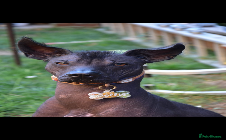 Mexican Hairless dogs - Advert 1