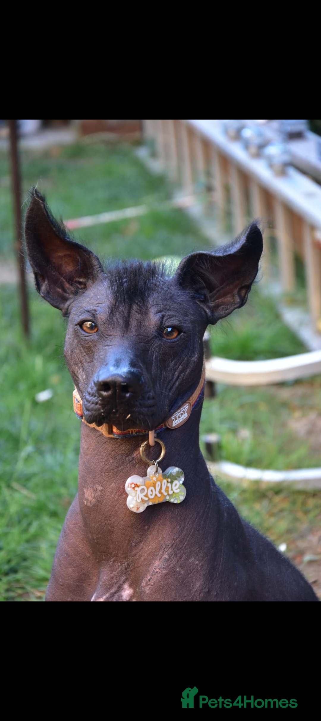 Mexican Hairless dogs for stud: Rollie the Xoloitzcuntle - Image 1