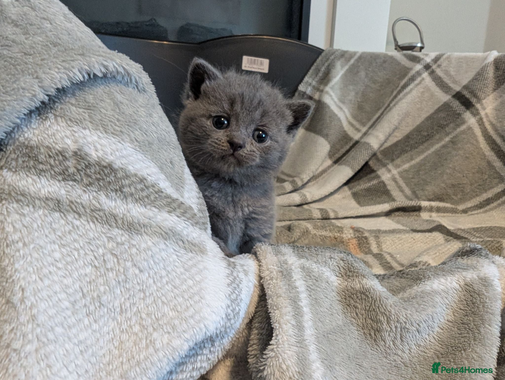 British Shorthair cats Beautiful Blue BSH GCCF registered kittens  - Advert 2