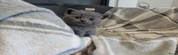 British Shorthair cats for sale: Beautiful Blue BSH GCCF registered kittens  - Advert 2