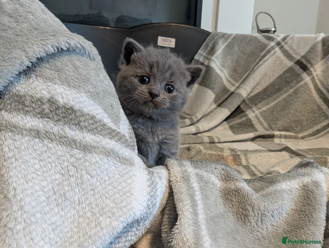 British Shorthair cats for sale: Beautiful Blue BSH GCCF registered kittens  - Advert 2