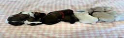 Miniature Dachshund dogs for sale: 7 Stunning Longhaired Cream KC Mini Dachshunds - Advert 8