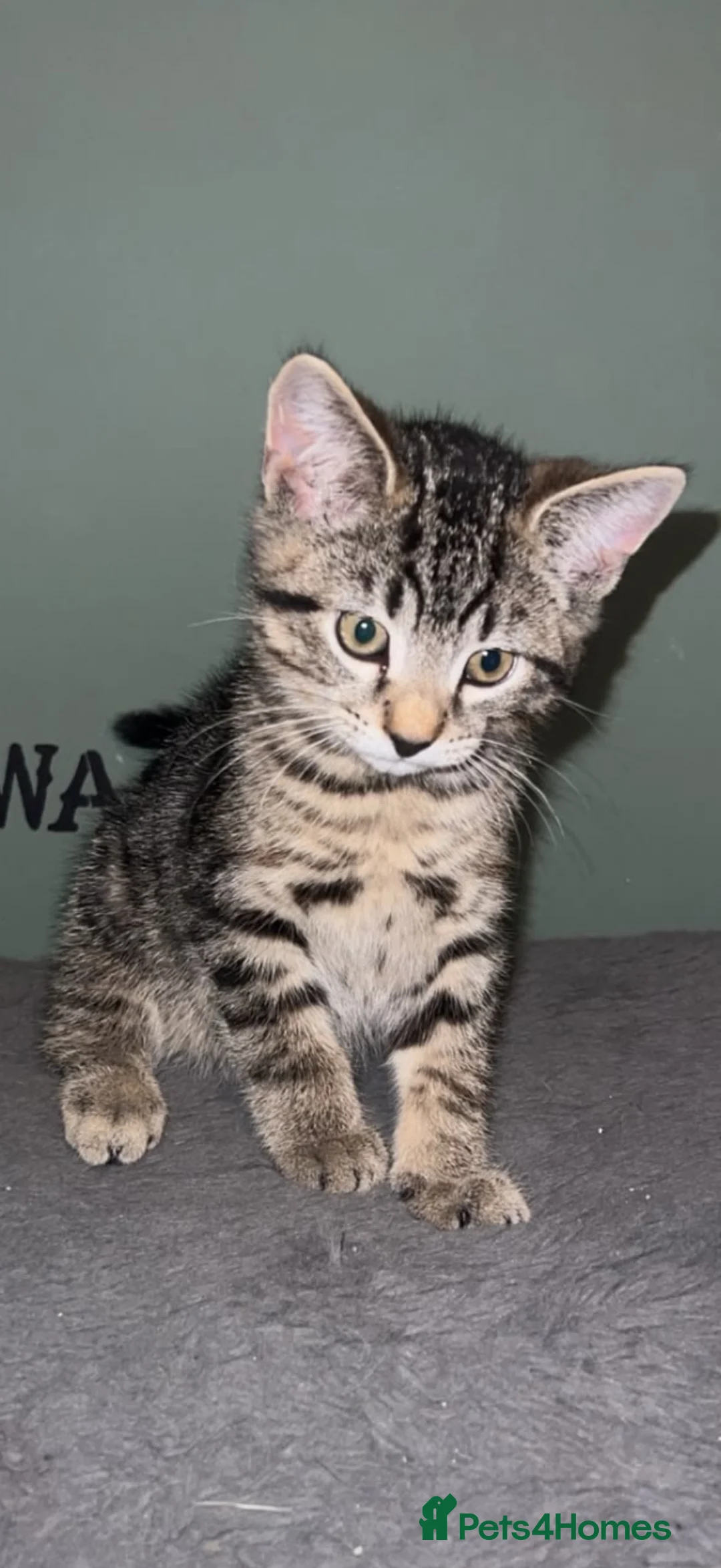Mixed Breed cats for sale: Kittens for sale ready to go now.  in Gillingham - Advert 2