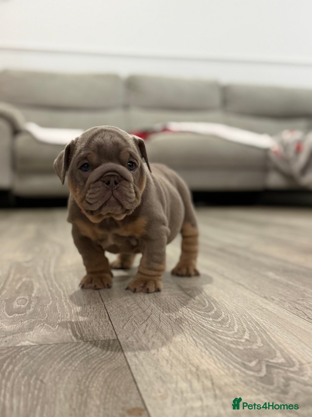 English Bulldog dogs for sale: Stunning English Bulldog Puppies - Advert 10