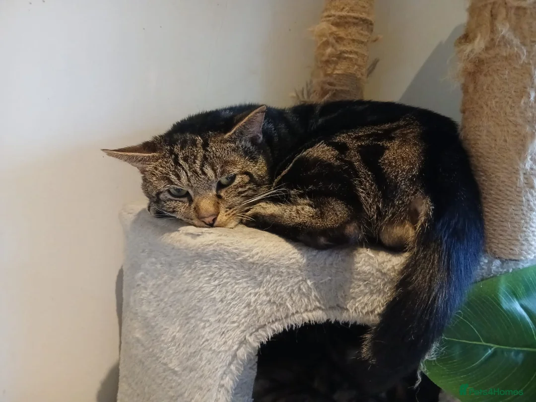 Mixed Breed cats for sale: Jacobo urgent need homeforever  - Advert 7