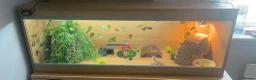 Bearded Dragon reptiles for sale: Stumpy  in Crawley - Advert 2