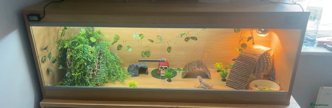 Bearded Dragon reptiles for sale: Stumpy  in Crawley - Advert 2