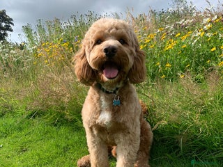 Cockapoo dogs in Belfast - Advert 10