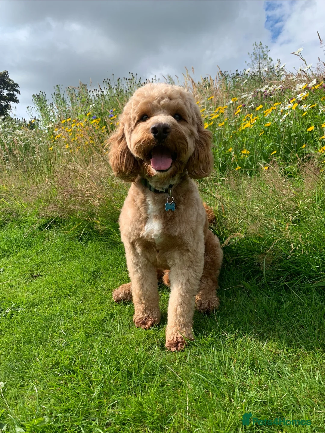 Cockapoo dogs for stud: Proven Red F1 Cockapoo Stud in Belfast - Advert 1