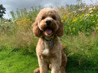 Cockapoo dogs Proven Red F1 Cockapoo Stud in Belfast - Advert 12