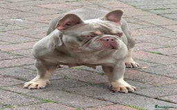 French Bulldog dogs for sale: French bulldog Isabella Girl available now in Farnborough - Image 2