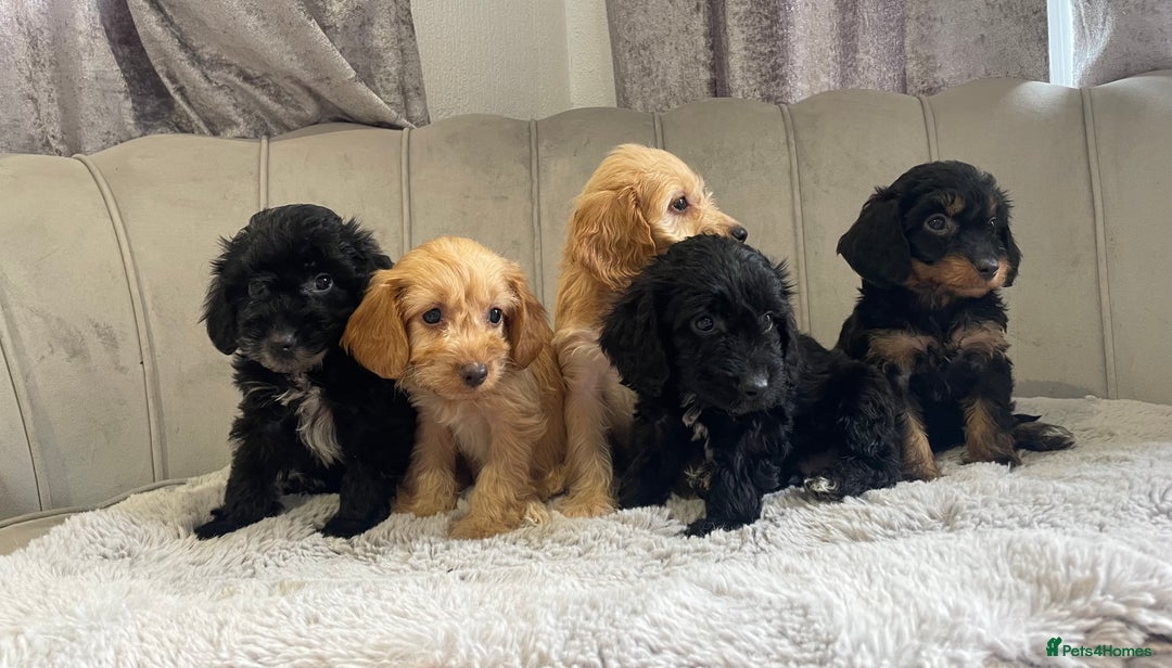 Cockapoo dogs for sale: Beautiful F1 cockapoos ready now  - Image 4