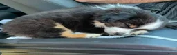 Bernese Mountain Dog dogs for sale: Choose with Care, Love for a Lifetime in Southampton - Advert 3