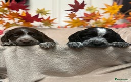 Sprocker dogs for sale: Beautiful Sprocker puppies  - Image 5