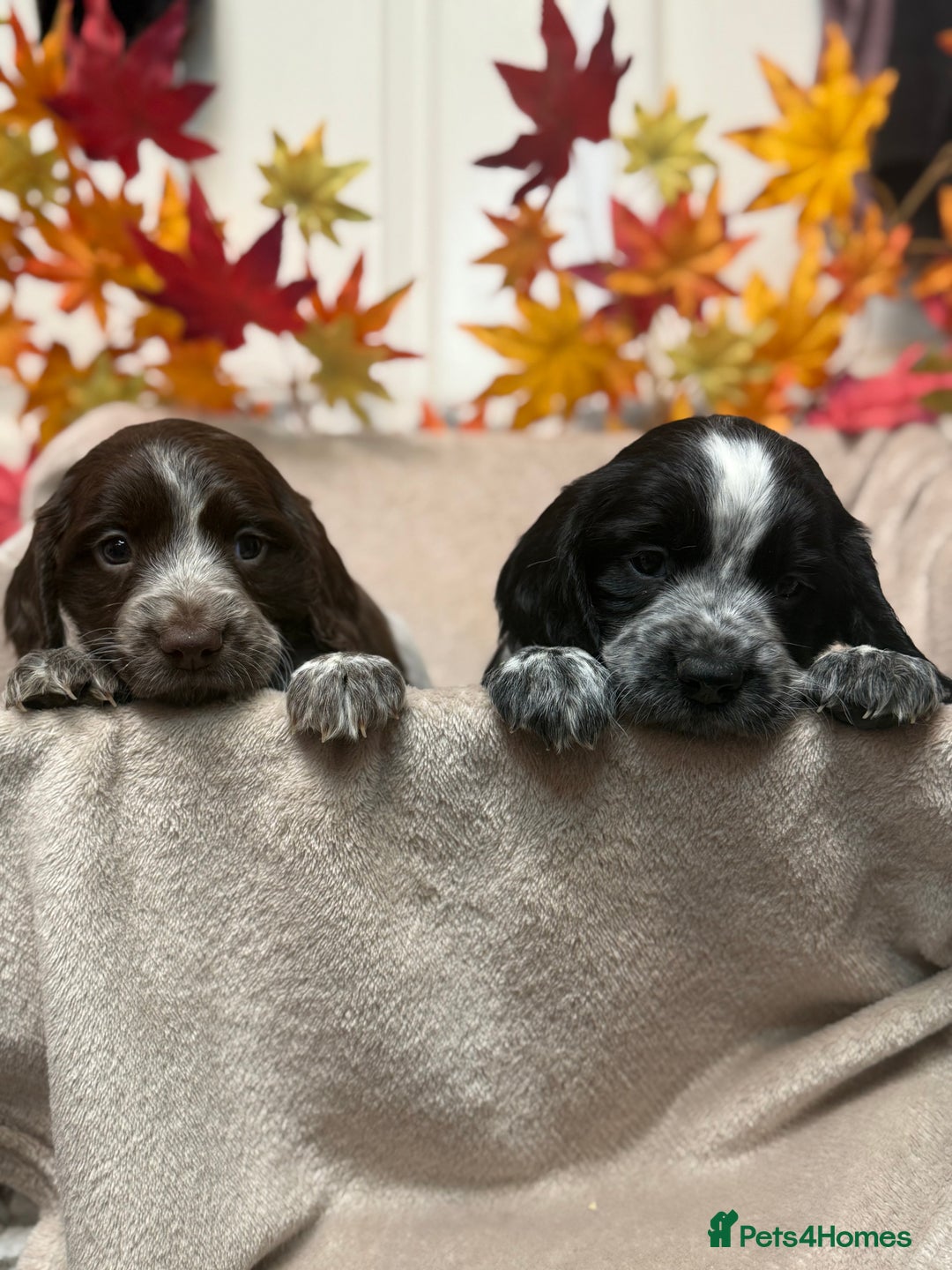 Sprocker dogs for sale: Beautiful Sprocker puppies  - Image 5