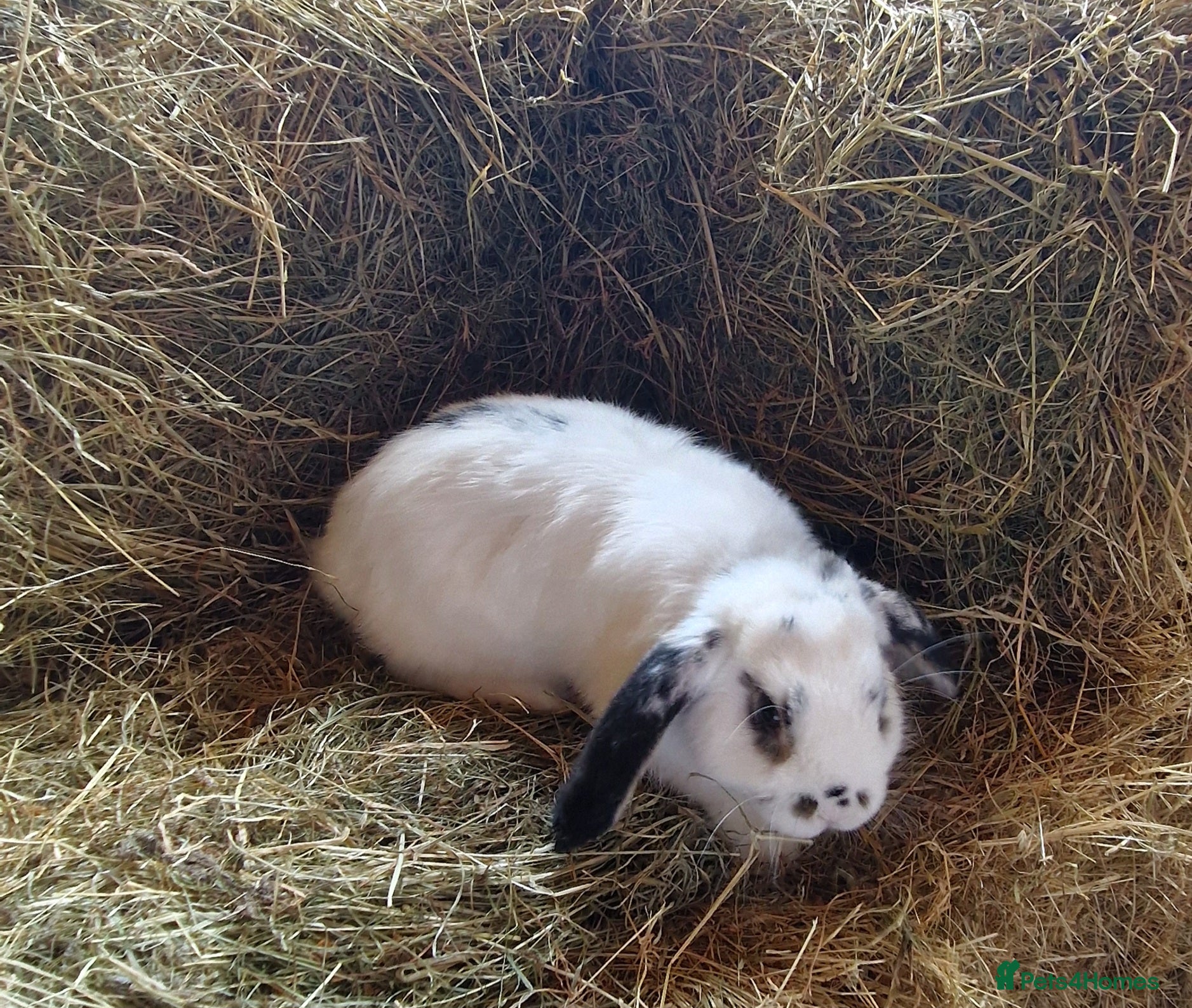 Mini Lop rabbits Beautiful mini lop boy for sale - Advert 1