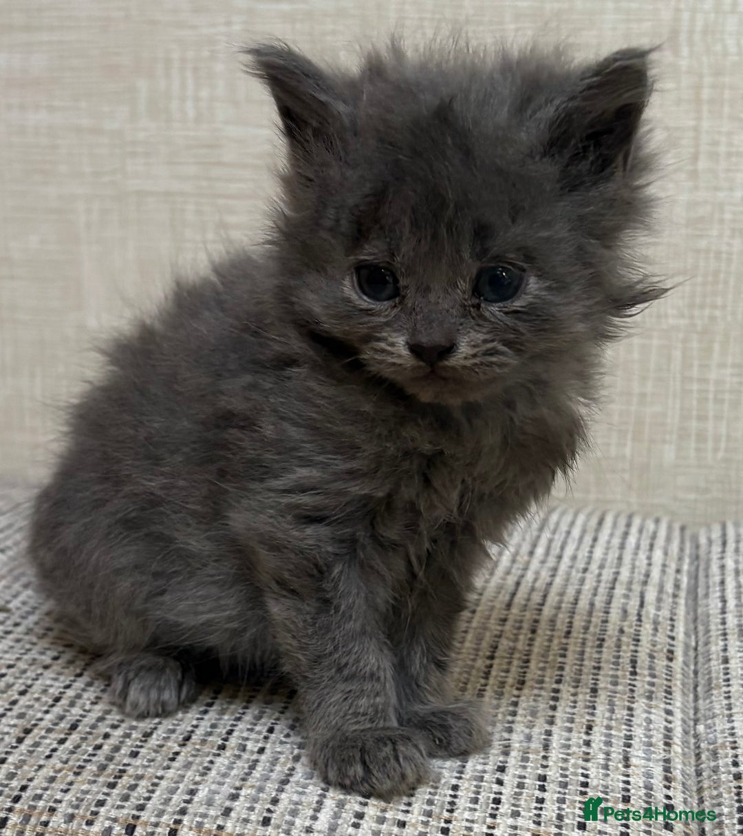 British Shorthair cats for sale: British Shorthair Kittens. - Advert 4