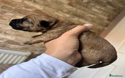 Mixed Breed dogs for sale: 3 BEAUTIFUL KING CHARLES X BORDER TERRIER BOYS🐶🩵 - Image 4