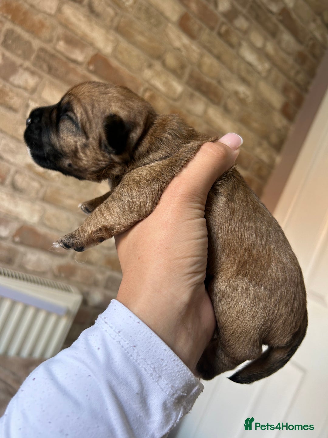 Mixed Breed dogs for sale: 3 BEAUTIFUL KING CHARLES X BORDER TERRIER BOYS🐶🩵 - Image 4