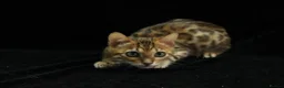 Bengal cats for sale: 🔥Beautiful Bengal girl available🔥 - Advert 13