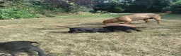 Labrador Retriever dogs for sale: Wonderful Labrador pups for sale  - Advert 7