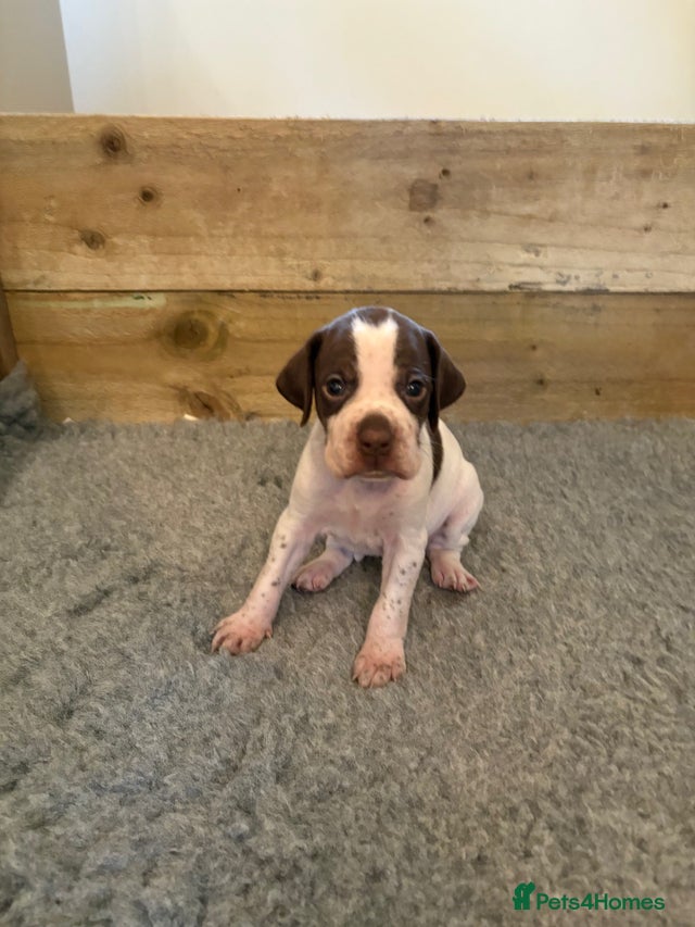 Pointer puppies for sale in Roy Bridge | Pets4Homes