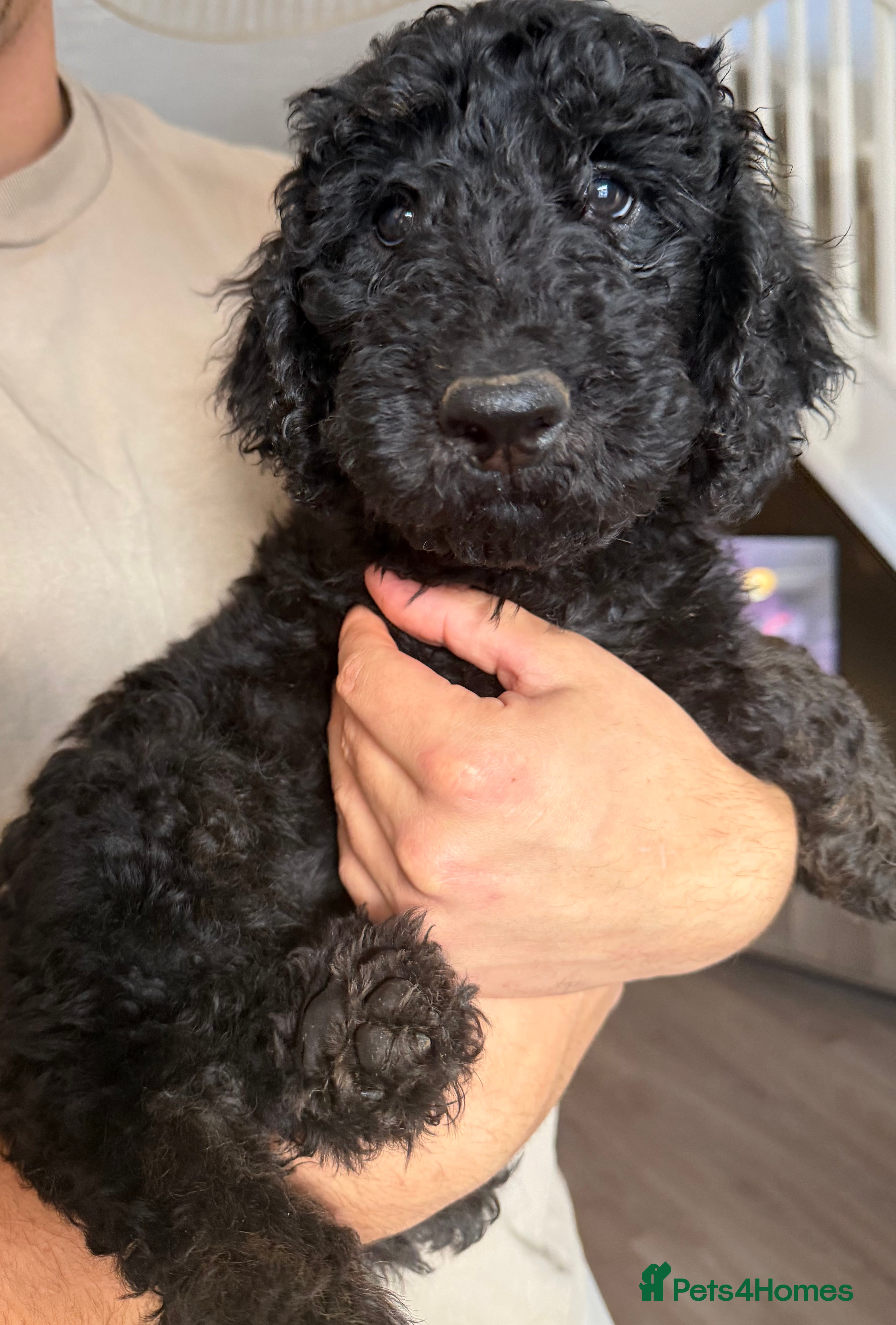 Mini Goldendoodle dogs F1b Mini Goldendoodles.READY TO LEAVE 🤍 - Advert 2