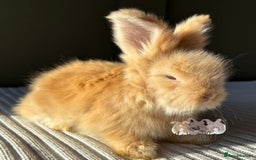 Angora rabbits for sale: Fully Vaccinated Maxi Faced English Angora - Advert 3