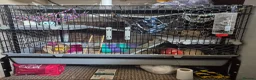 Rat rodents for sale: 3 young male rats + setup - Advert 2