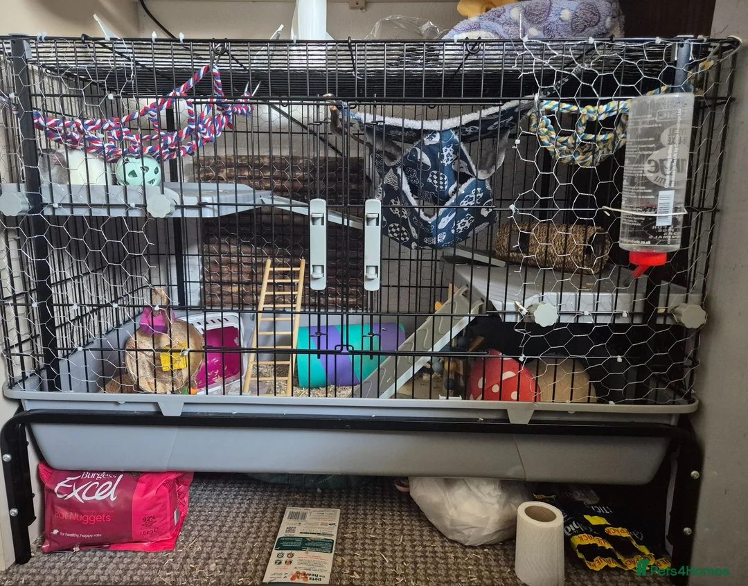 Rat rodents for sale: 3 young male rats + setup - Advert 2