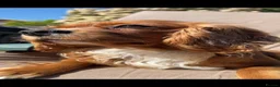Cava Tzu dogs for sale: TWO BEAUTIFUL CAVA TZU GIRLS LEFT (F1) - Advert 10