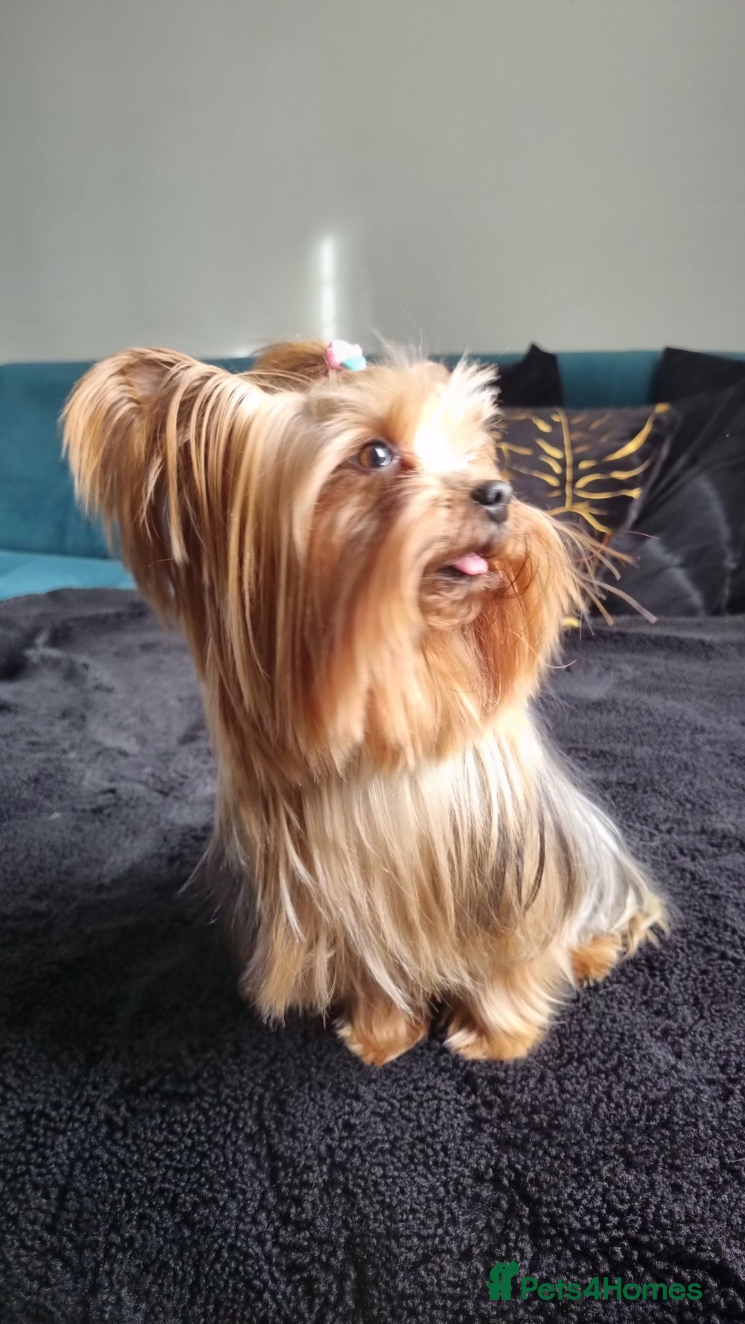 Yorkshire Terrier dogs for sale: 4 Lovely puppies  - Advert 4