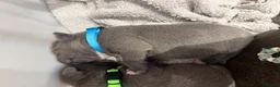 Staffordshire Bull Terrier dogs for sale: Beautiful litter of 6 KC Reg blue SBT PUPS - Advert 6
