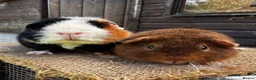 Guinea Pig rodents for sale: Guinea pigs - Advert 1